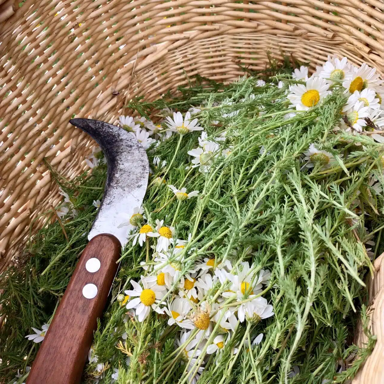 Les bonnes herbes