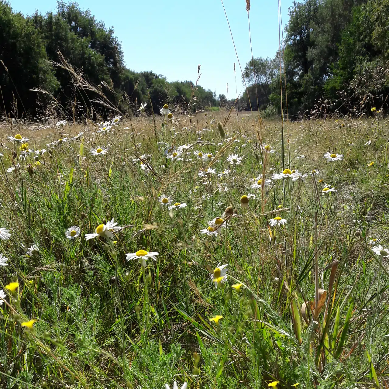 Le Jardin des Bonnes Herbes