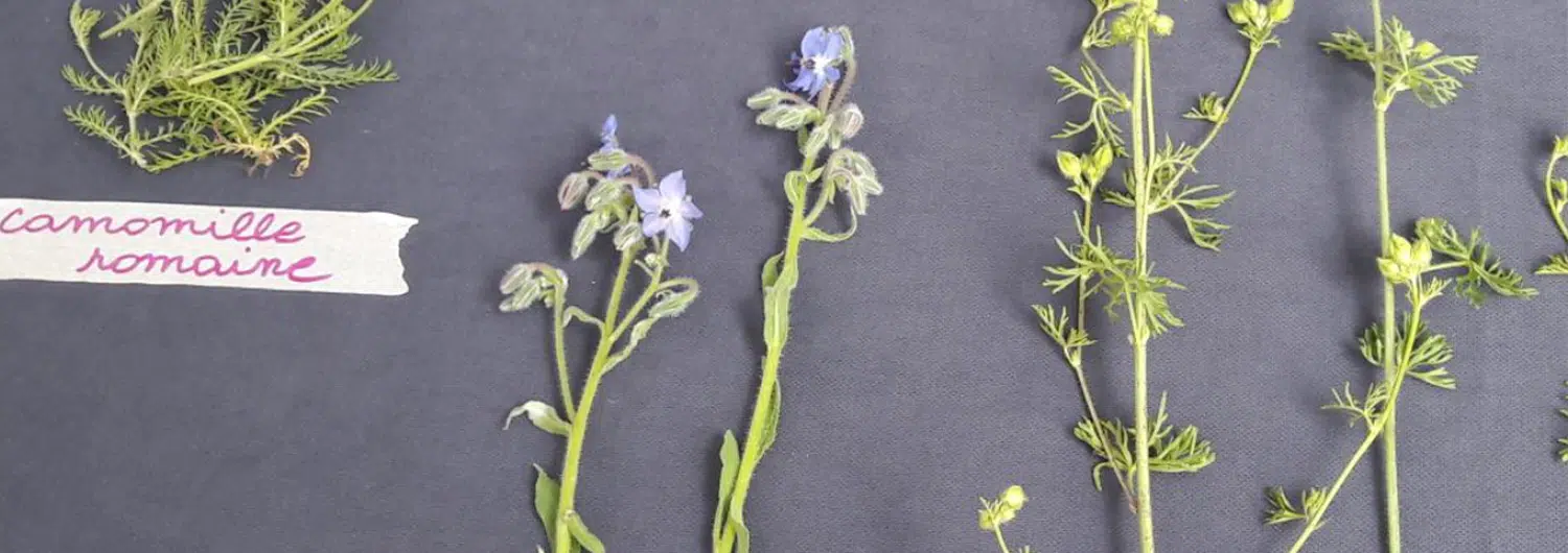 banniere-Le Jardin des Bonnes Herbes